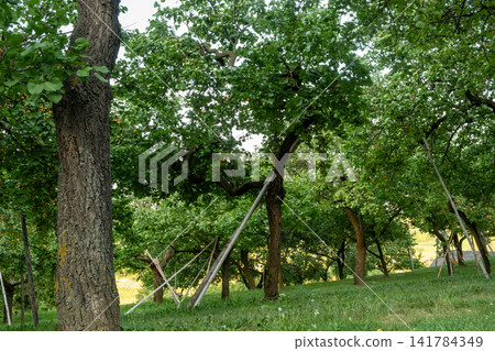 Apricot orchard with trees supported by wooden poles heavy with fruit 141784349