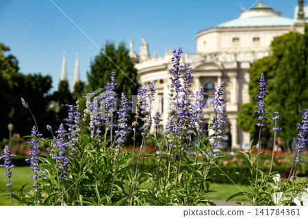 Blue salvia flower beds in Volksgarten with view of Burgtheater building Blue salvia flower beds in Volksgarten with view of Burgtheater building 141784361