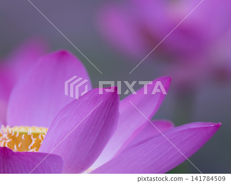 Landscape with lotus flowers Landscape with lotus flowers 141784509