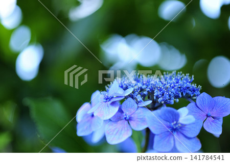 Hydrangea in the neighborhood Hydrangea in the neighborhood 141784541