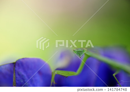 Hydrangeas and praying mantises in the neighborhood Hydrangeas and praying mantises in the neighborhood 141784748