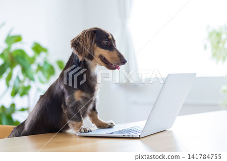 一隻迷你臘腸犬正盯著電腦螢幕。 一隻迷你臘腸犬正盯著電腦螢幕。 141784755