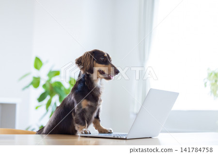 A miniature dachshund staring at a computer screen. A miniature dachshund staring at a computer screen. 141784758