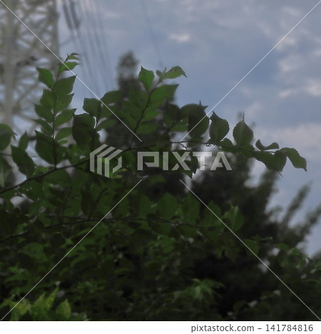 Green Tree Branch Against a Cloudy Sky with Power Tower 141784816
