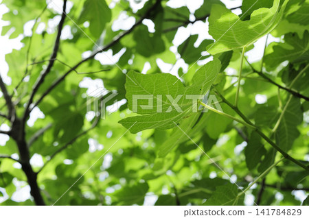 A fig tree I saw in the neighborhood A fig tree I saw in the neighborhood 141784829