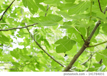 A fig tree I saw in the neighborhood A fig tree I saw in the neighborhood 141784831