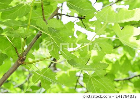 A fig tree I saw in the neighborhood A fig tree I saw in the neighborhood 141784832