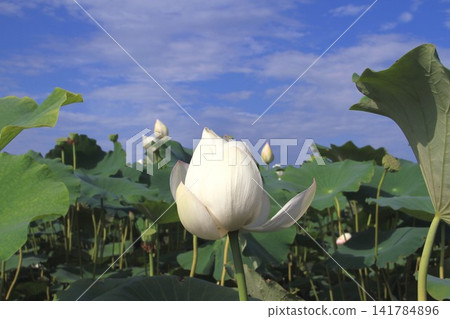 White Lotus Flower White Lotus Flower 141784896