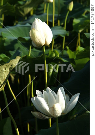白蓮花 白蓮花 141784897