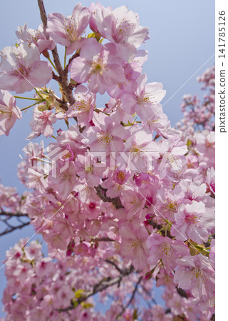 公園裡的河津櫻（河津櫻花）鮮花盛開。 141785126