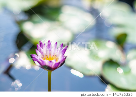 Vibrant Water Lily in Bloom on a Serene Pond with Green Lily Pads Vibrant Water Lily in Bloom on a Serene Pond with Green Lily Pads 141785325