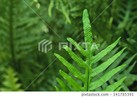 Monarch Fern Leaf in Serene Green Nature Background Monarch Fern Leaf in Serene Green Nature Background 141785391