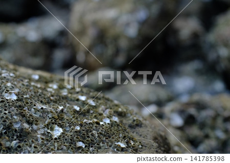 Close-Up of Barnacles on Rocky Surface: Intricate Marine Life Textures and Patterns in Coastal Habitat Close-Up of Barnacles on Rocky Surface: Intricate Marine Life Textures and Patterns in Coastal Habitat 141785398