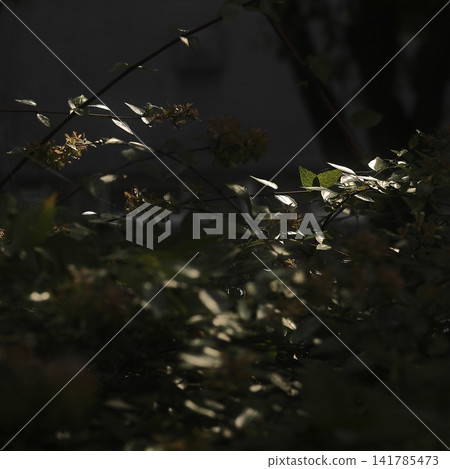 Sunlit Leaves Emerging from Deep Shadows Sunlit Leaves Emerging from Deep Shadows 141785473