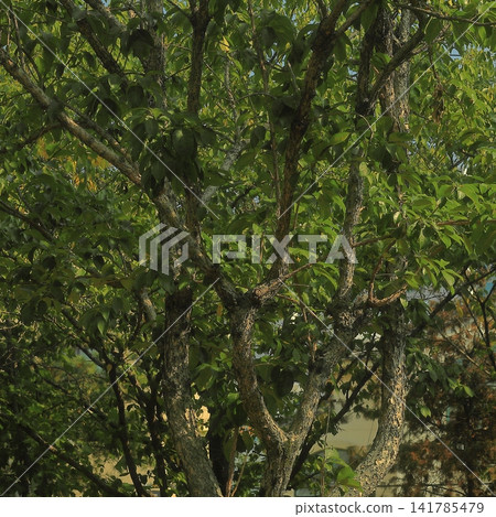 Mature Tree with Lush Green Foliage in an Urban Park Mature Tree with Lush Green Foliage in an Urban Park 141785479