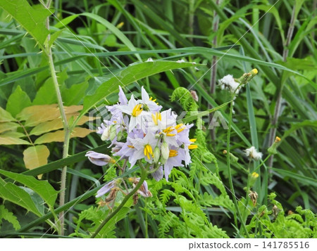 The pale bluish-purple flowers of the nightshade The pale bluish-purple flowers of the nightshade 141785516