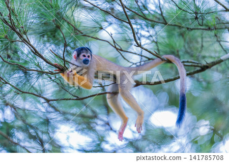 生活在石垣島森林中的里斯克猴 生活在石垣島森林中的里斯克猴 141785708