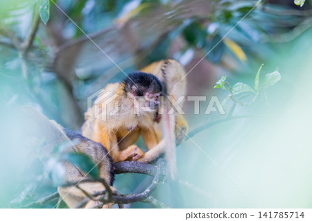 Riske monkeys living in the forests of Ishigaki Island Riske monkeys living in the forests of Ishigaki Island 141785714
