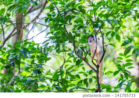 Riske monkeys living in the forests of Ishigaki Island Riske monkeys living in the forests of Ishigaki Island 141785715