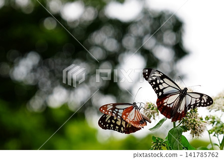 Two chestnut tiger butterflies feeding on nectar from Eupatorium fortunei. Two chestnut tiger butterflies feeding on nectar from Eupatorium fortunei. 141785762