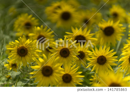 Sunflowers in the midsummer sun Sunflowers in the midsummer sun 141785863