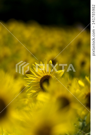Sunflowers in the midsummer sun 141785982