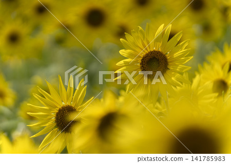 盛夏陽光下的向日葵 盛夏陽光下的向日葵 141785983