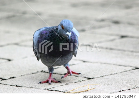 There is a pigeon There is a pigeon 141786047