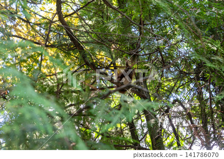 Cute Wild Squirrel Sitting on Evergreen Tree Branch in Forest Cute Wild Squirrel Sitting on Evergreen Tree Branch in Forest 141786070