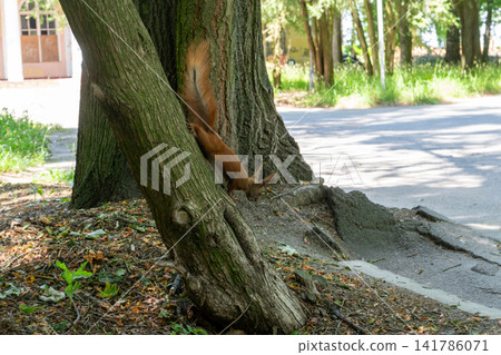 Fluffy Red Squirrel Climbing Down Tree Trunk in City Park 141786071