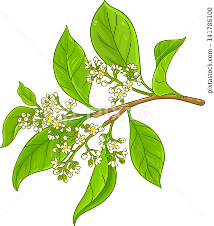 Camphor Branch with Flowers, Berries and Leaves Colored Detailed Illustration. Essential oil ingredient for cosmetics, spa, aromatherapy, health care, alternative medicine.Vector isolated for design o Camphor Branch with Flowers, Berries and Leaves Colored Detailed Illustration. Essential oil ingredient for cosmetics, spa, aromatherapy, health care, alternative medicine.Vector isolated for design o 141786100