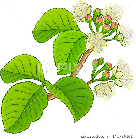 Caryocar Branch Colored Detailed Illustration Caryocar Branch Colored Detailed Illustration 141786101