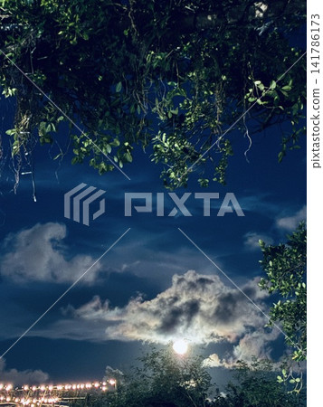 榕樹和滿月照亮瞭如夢似幻的夜景。 榕樹和滿月照亮瞭如夢似幻的夜景。 141786173
