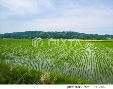 Young green rice paddy field in Hokuei countryside, Japan Young green rice paddy field in Hokuei countryside, Japan 141786202