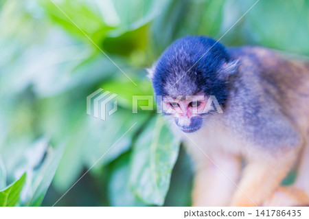 Riske monkeys living in the forests of Ishigaki Island Riske monkeys living in the forests of Ishigaki Island 141786435