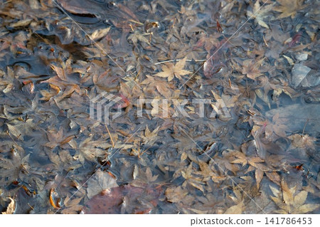 秋葉浸沒在淺淺的、波光粼粼的水面上,構成了一幅天然的背景。 秋葉浸沒在淺淺的、波光粼粼的水面上,構成了一幅天然的背景。 141786453