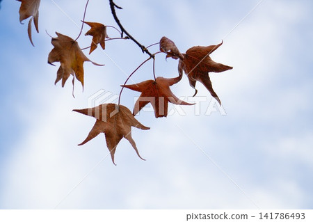 Brown, star-shaped leaves hang down from the branches against a soft, hazy blue sky. 141786493