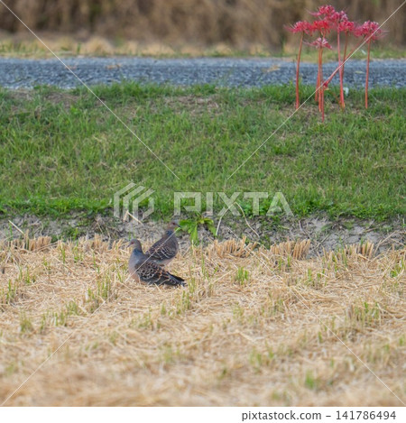 Two Oriental Turtle Doves near spider lilies in a rice field after the harvest. Two Oriental Turtle Doves near spider lilies in a rice field after the harvest. 141786494