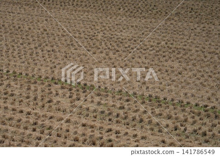 A pattern of densely packed rice stalks filling the rice paddies after the harvest. A pattern of densely packed rice stalks filling the rice paddies after the harvest. 141786549