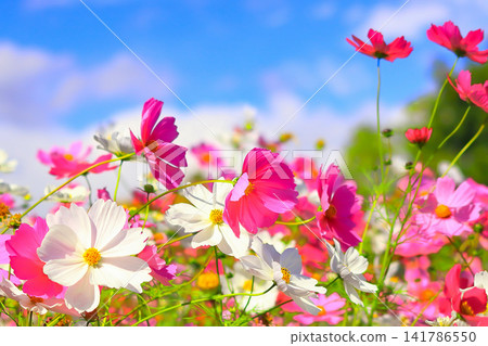 Refreshing blue sky and cosmos flowers in full bloom Refreshing blue sky and cosmos flowers in full bloom 141786550