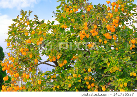 Persimmon fruits ripen heavily Persimmon fruits ripen heavily 141786557