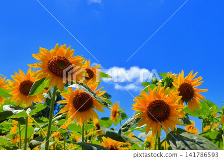 Yellow sunflowers shining in the midsummer sun | A refreshing scene overflowing with summer energy Yellow sunflowers shining in the midsummer sun | A refreshing scene overflowing with summer energy 141786593
