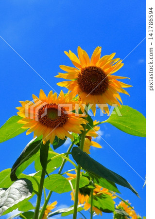 盛夏陽光下，金燦燦的向日葵熠熠生輝 | 一幅充滿夏日活力的清新景象 141786594