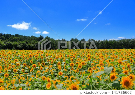 Yellow sunflowers shining in the midsummer sun | A refreshing scene overflowing with summer energy Yellow sunflowers shining in the midsummer sun | A refreshing scene overflowing with summer energy 141786602