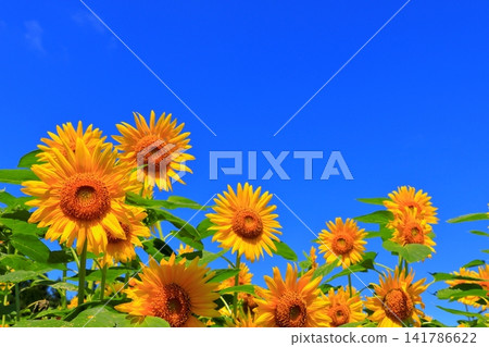 Yellow sunflowers shining in the midsummer sun | A refreshing scene overflowing with summer energy Yellow sunflowers shining in the midsummer sun | A refreshing scene overflowing with summer energy 141786622