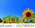 盛夏陽光下，金燦燦的向日葵熠熠生輝 | 一幅充滿夏日活力的清新景象 141786634
