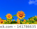 盛夏陽光下，金燦燦的向日葵熠熠生輝 | 一幅充滿夏日活力的清新景象 141786635