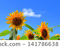 盛夏陽光下，金燦燦的向日葵熠熠生輝 | 一幅充滿夏日活力的清新景象 141786638