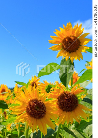 盛夏陽光下,金燦燦的向日葵熠熠生輝 | 一幅充滿夏日活力的清新景象 盛夏陽光下,金燦燦的向日葵熠熠生輝 | 一幅充滿夏日活力的清新景象 141786639