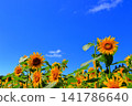 盛夏陽光下，金燦燦的向日葵熠熠生輝 | 一幅充滿夏日活力的清新景象 141786640